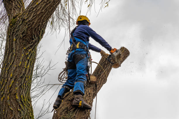 Best Arborist Consultation Services  in Kensett, AR