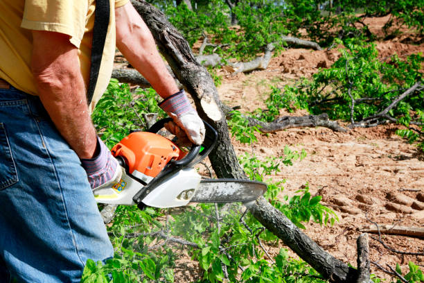 Best Hazardous Tree Removal  in Kensett, AR